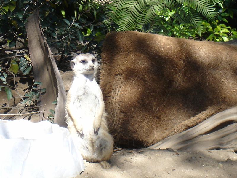 DSC06433.JPG - Zoo