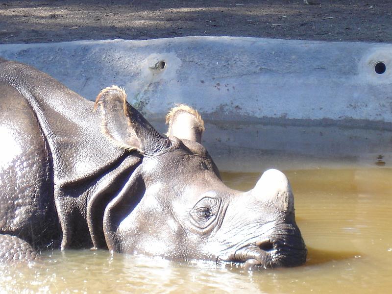 DSC06437.JPG - Zoo, Nashorn am Baden. So ein kühles Nass in der Hitze - hätten wir auch gerne genossen.