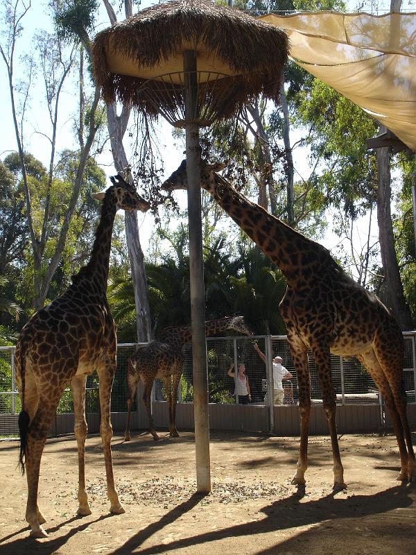 DSC06438.JPG - Zoo