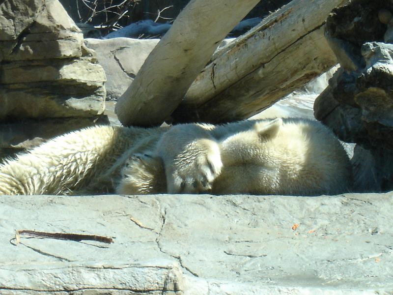 DSC06447.JPG - Lars der kleine Eisbär am Schlafen